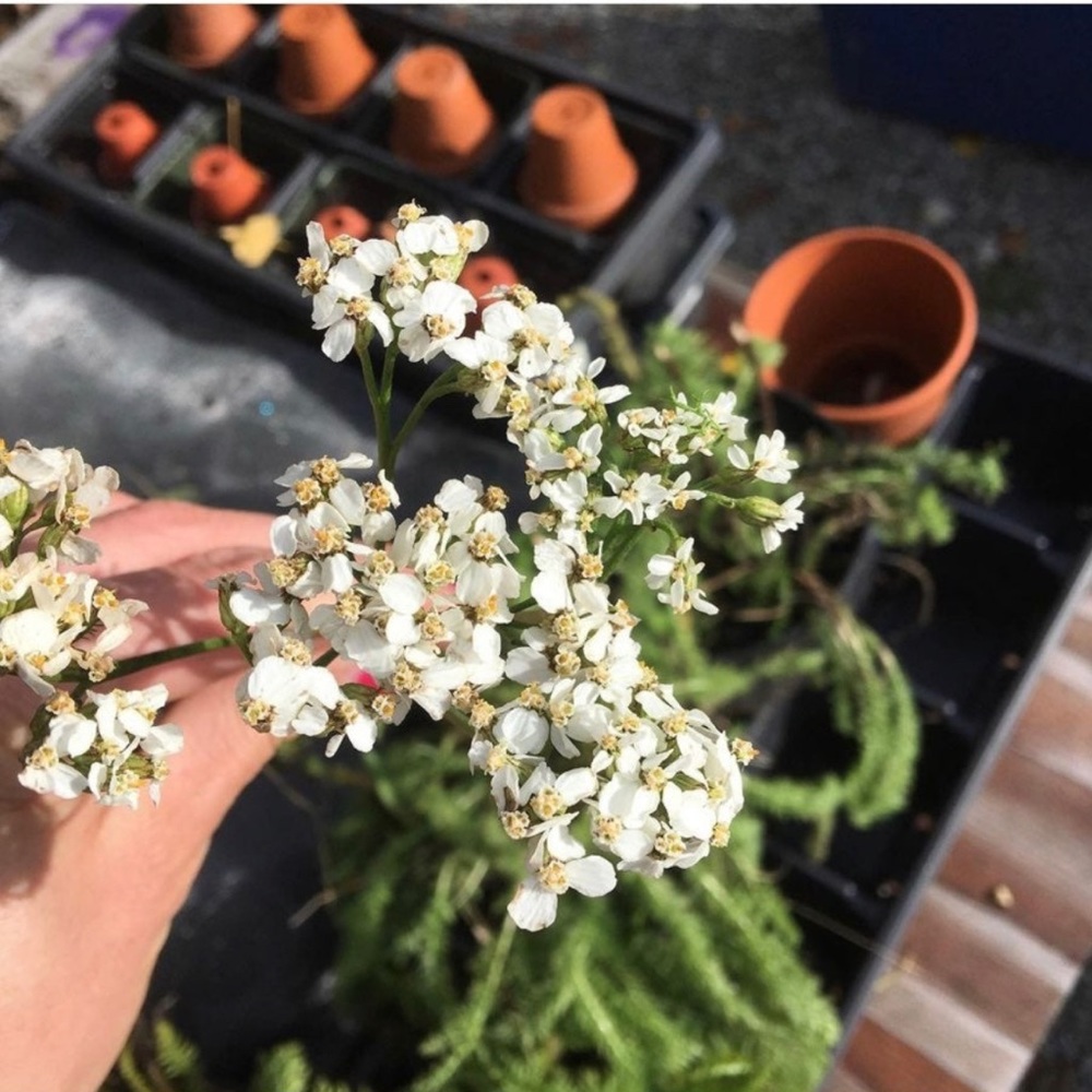 Healing Yarrow SEEDS